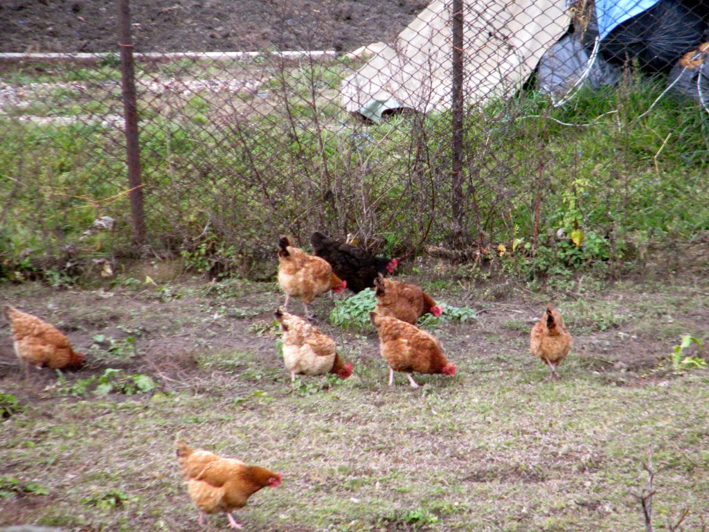 produkcja drobiu, rynek mięsa, komisja europejska