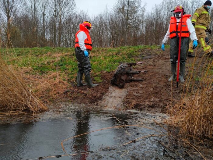 szkody, rolnicy, straty, prawo, przepisy, Prawo łowieckie, PIR, protest