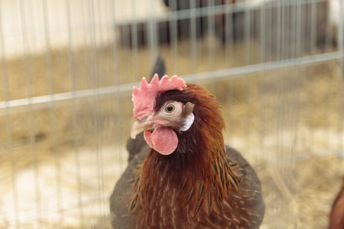 ptasia grypa, ognisko choroby, wirus HPAI, choroba potwierdzona w Polsce, woj. wielkopolskie, ferma drobiu