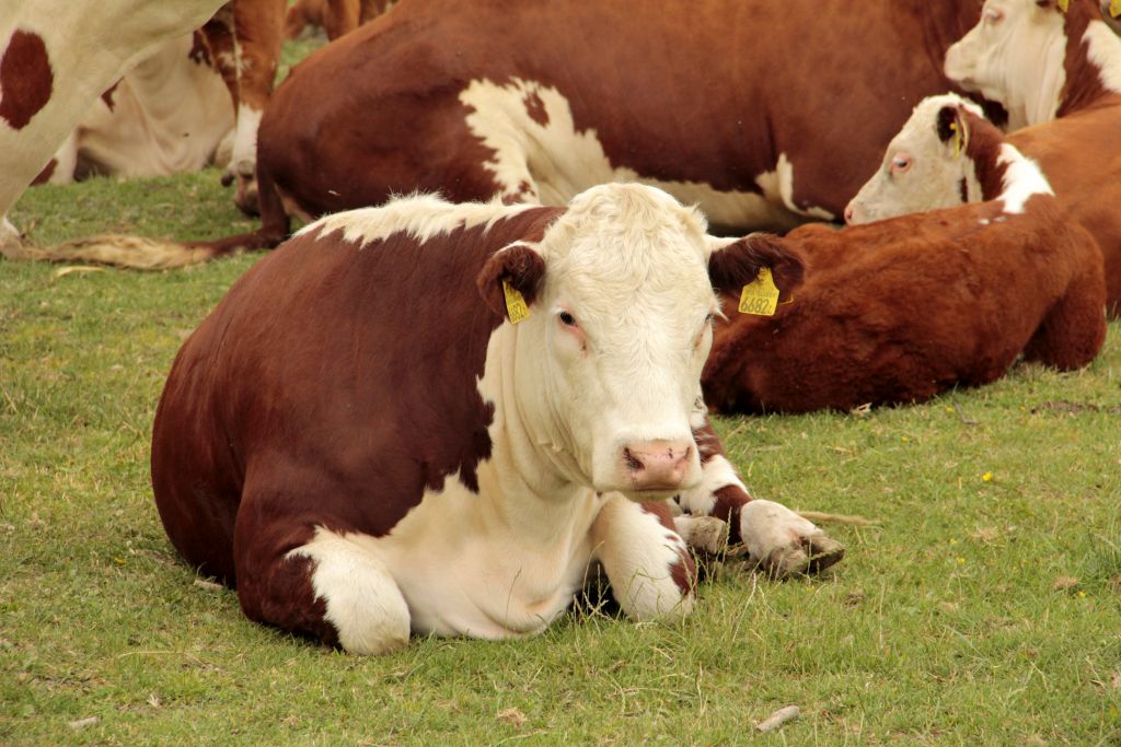 wołowina, QMP, żywiec wołowy, hereford