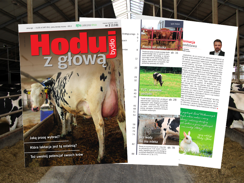 Hoduj z Głową Bydło, bydło mleczne, bydło mięsne, krowy mleczne, mamki, cielęta, jałówki, buhaje, opasy, żywienie bydła