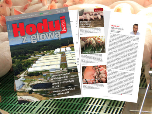 Hoduj z Głową Świnie, trzoda chlewna, maciory, lochy, prosięta, warchlaki, tuczniki, żywiec wieprzowy, chlewnia