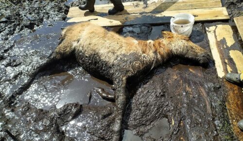 konie, ANR, Janów Podlaski, aukcja, Waldemar Humięcki, Pride of Poland
