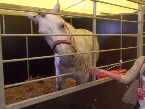 konie, ANR, Janów Podlaski, aukcja, Waldemar Humięcki, Pride of Poland