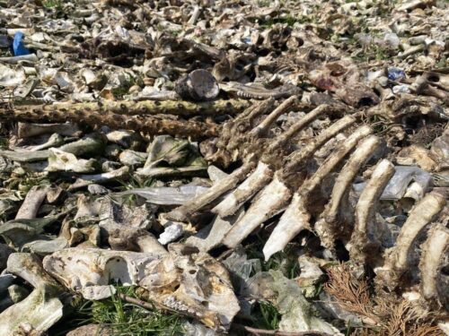 kości zwierząt na posesji, gmina Sochaczew, Agnieszka Dzik, inspekcja weterynaryjna