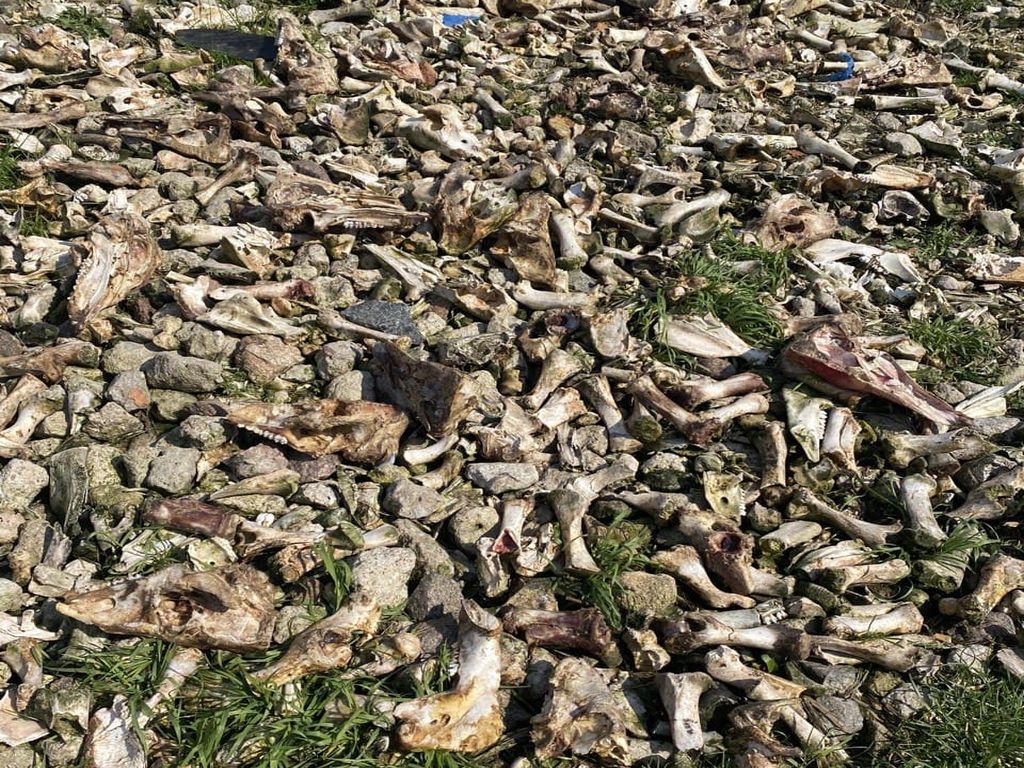 kości zwierząt na posesji, gmina Sochaczew, Agnieszka Dzik, inspekcja weterynaryjna