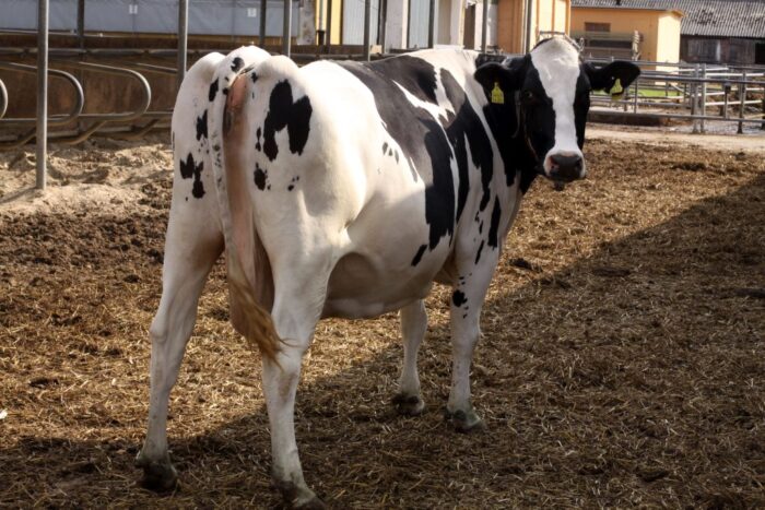 korowy pogłowie obora