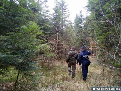 las, ściółka, pożary lasów, susza