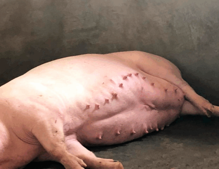 locha rekordzistka, 23 czynne sutki, plenność, Choice Polska