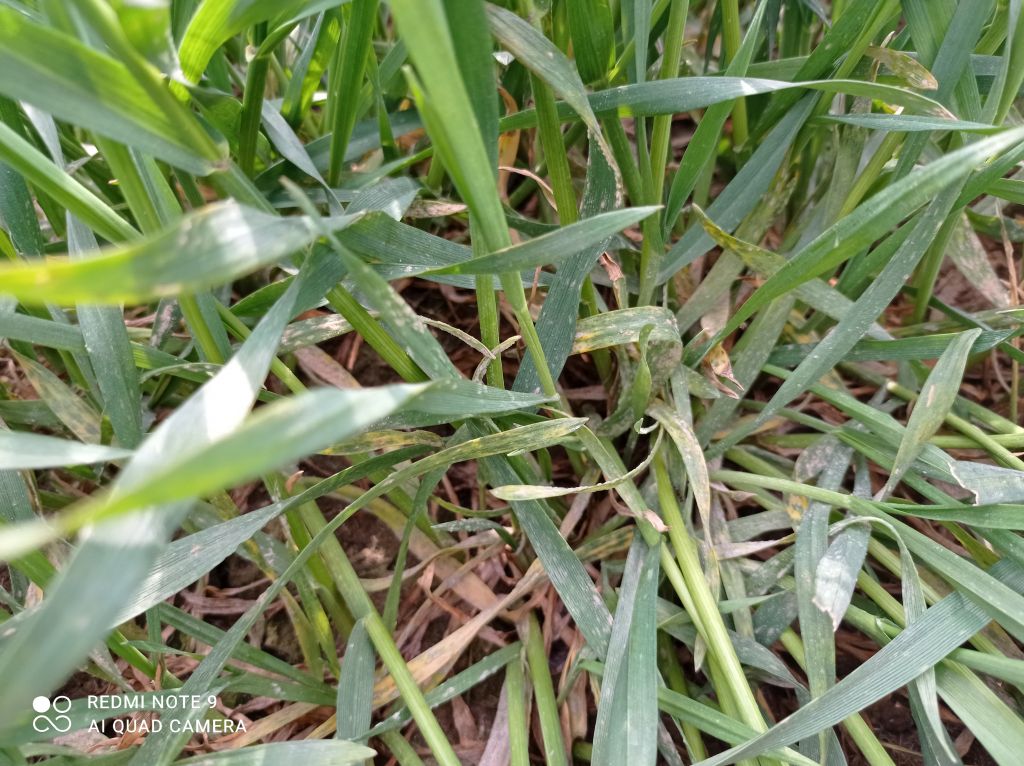 mączniak prawdziwy, choroby zbóż, rdza żółta, brunatna plamistość liści, septorioza paskowana liści