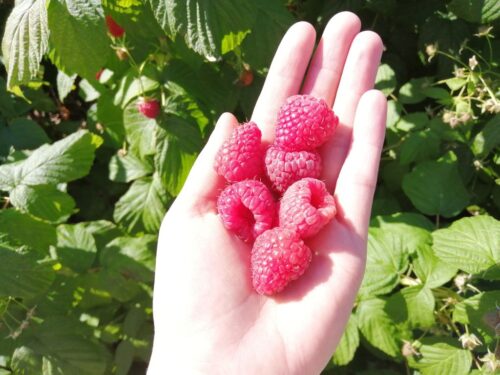 Affirm, Syngenta, rozszerzenie etykiety Affirm, muszka plamoskrzydła, zwójki, zwalczanie muszki plamoskrzydłej