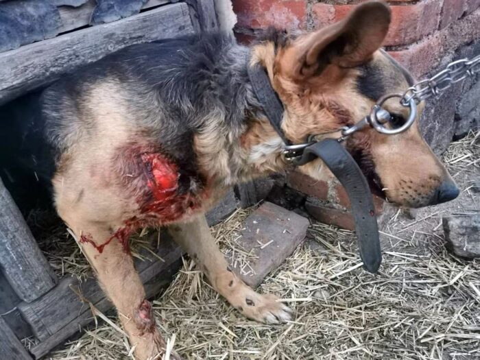 znęcanie się nad zwierzętami, Wirki , powiat świdnicki, Marek Rusin