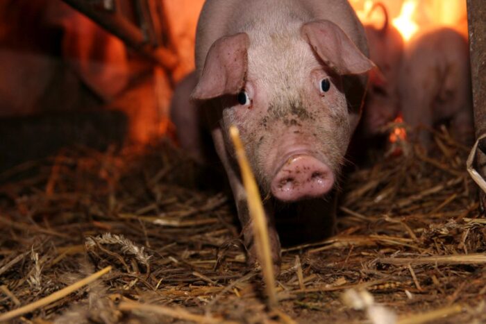 Gobarto, trzoda chlewna, stada świń, świnie, ARiMR, hodowcy świń, producenci świń, warchlaki, tuczniki, ASF
