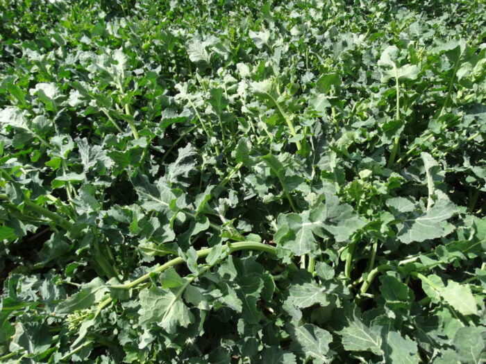 rzepak, pole, Sahryń, przymrozek,