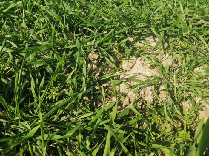 odchwaszczanie pszenżyta, odchwaszczanie żyta wiosną, wiosenne odchwaszczanie zbóż, preparaty do odchwaszczania żyta