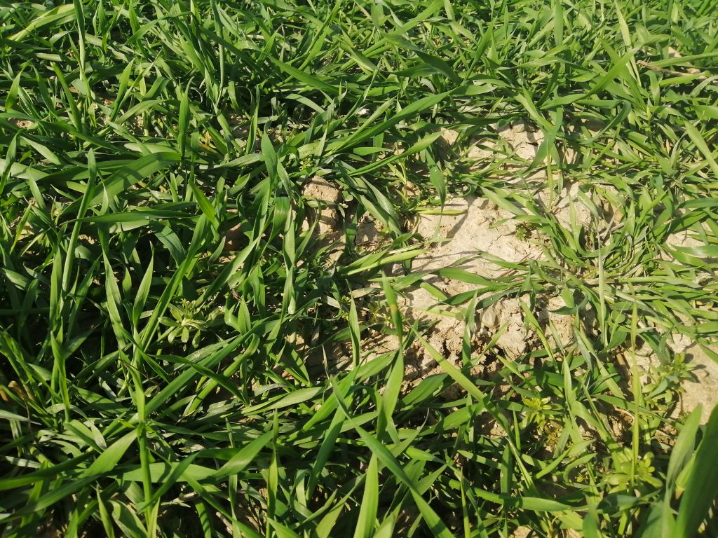 odchwaszczanie pszenżyta, odchwaszczanie żyta wiosną, wiosenne odchwaszczanie zbóż, preparaty do odchwaszczania żyta