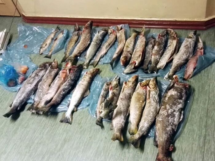 sprzedaż ryb, straż rybacka, inowrocław