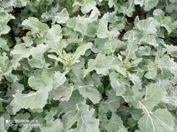 najzimniejszy kwiecień od 24 lat, zimny kwiecień, nocne przymrozki, mączniak prawdziwy, opóźniona wegetacja