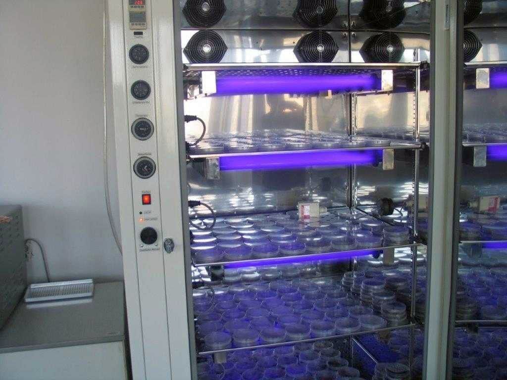 materiał siewny, piorin, dyskwalifikacja materiału siewnego