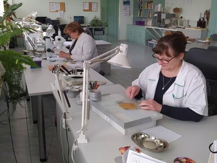 materiał siewny, piorin, dyskwalifikacja materiału siewnego