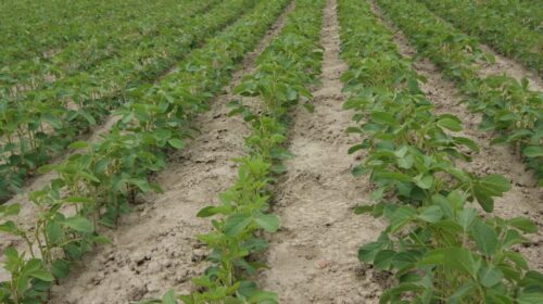 uprawa soi, Brazylia, ceny nawozów, embargo na Rosję