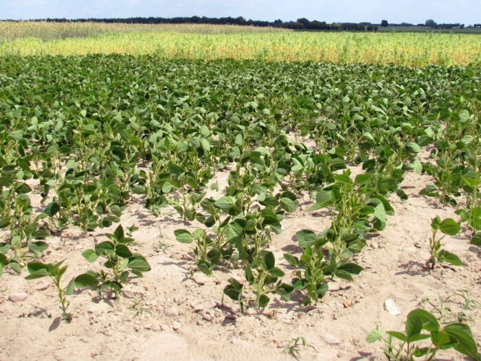 soja, pole, plantacja