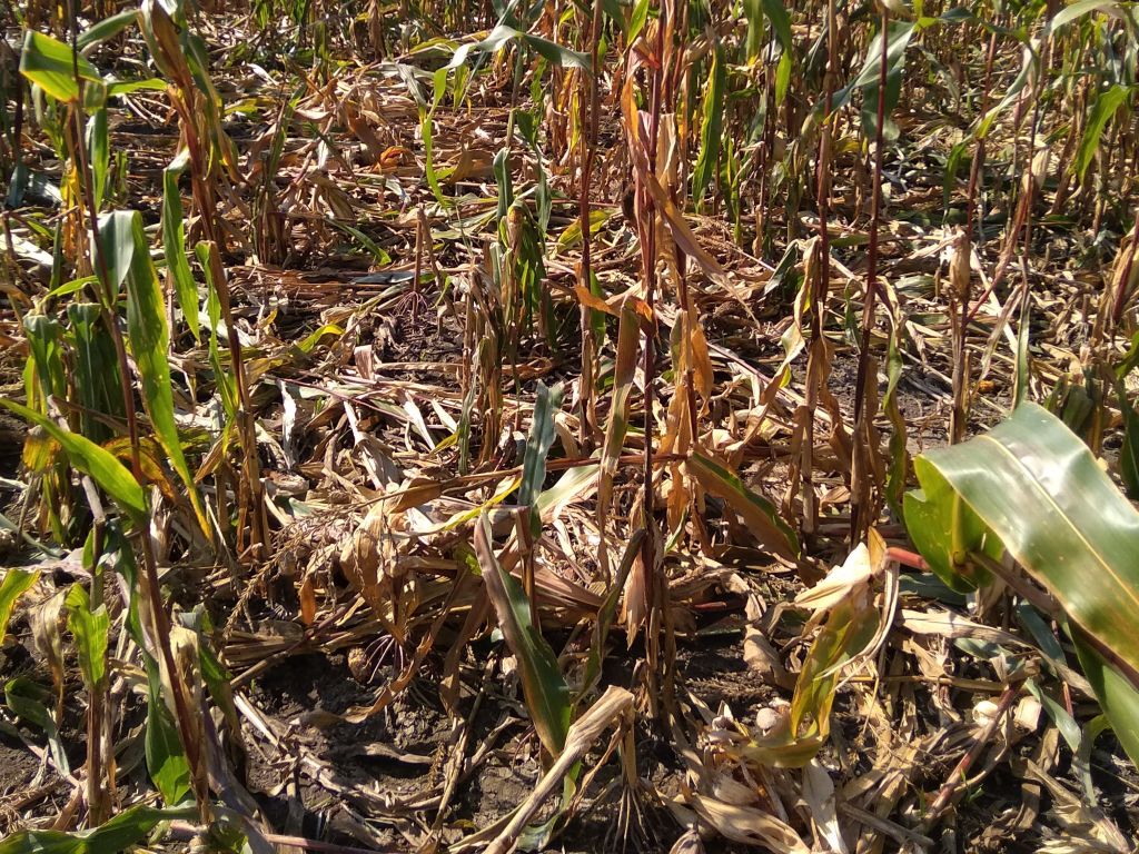 pomoc suszowa, RPO, Stanisław Trociuk, wyliczanie strat suszowych