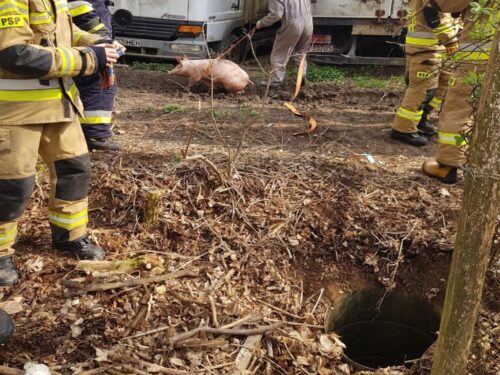 produkcja trzody chlewnej, ceny świń, opłacalność produkcji