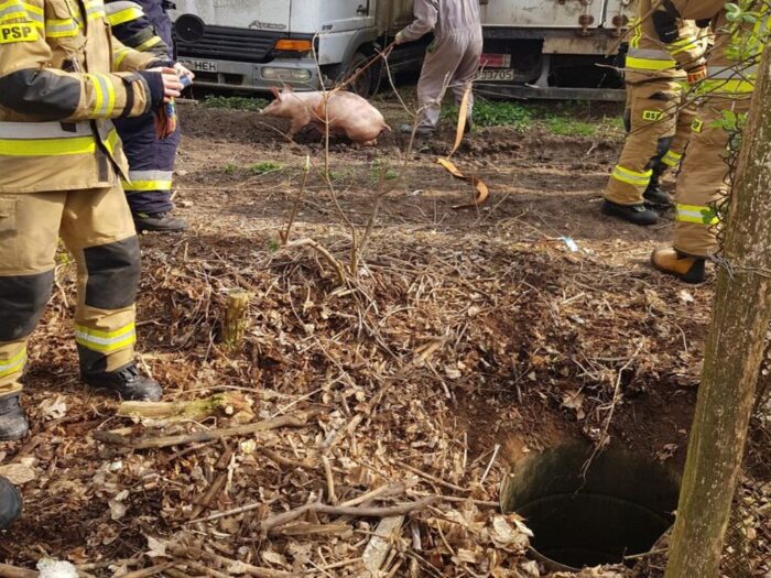 produkcja trzody chlewnej, ceny świń, opłacalność produkcji