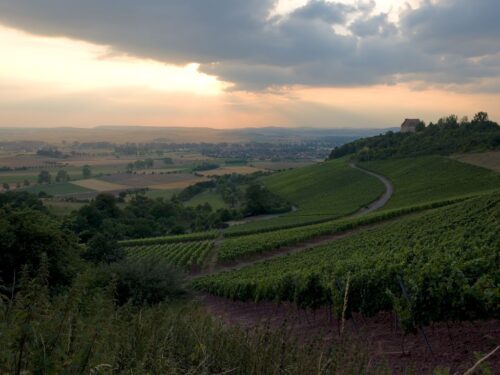 winnice we francji, winorośle, produkcja wina, Julien Denormandie, związek winiarzy Cniv