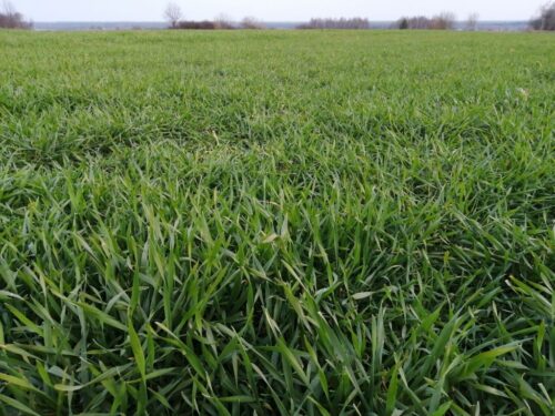 jesienna ochrona zbóż przed chorobami, zabieg T0, fungicydy zbożowe, ochrona zbóż przed chorobami