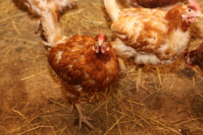 zakaza zabijania piskląt, kury nioski, niemcy, Julia Kloeckner