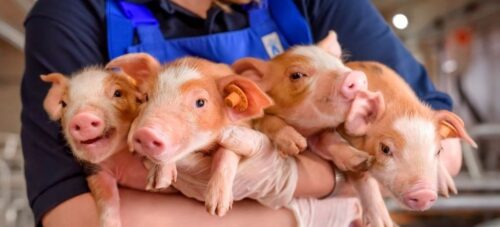 Agri Plus, trzoda chlewna, lekarz weterynarii, technik weterynari, prosięta, asf, bioasekuracja, producenci tuczników