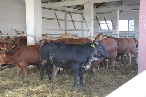 ubój bydła w gospodarstwie, ustawa o Inspekcji Weterynaryjnej , Parlament Europejski , Rada Europy