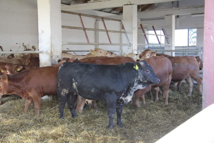 ubój bydła w gospodarstwie, ustawa o Inspekcji Weterynaryjnej , Parlament Europejski , Rada Europy