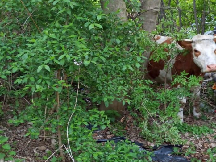 brazylia, ekport mięsa, wołowina, drób