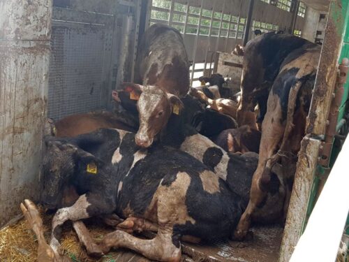 Podlaska Izba Rolnicza, handel leżakami, utylizacja bydła, padłe bydło