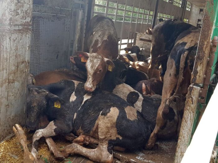 Podlaska Izba Rolnicza, handel leżakami, utylizacja bydła, padłe bydło