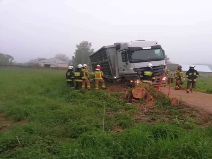 zezwoleń na przewozy drogowe w transporcie międzynarodowym, transport, eksport