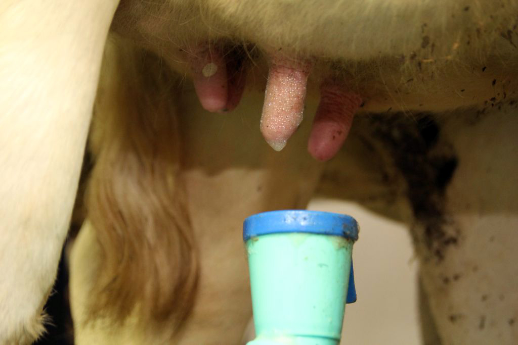 krowy mleczne, zdrowe wymię, gruczoł mlekowy, terapia DC, antybiotyki, zasuszenie, mastitis, czop dowymieniowy, mleko