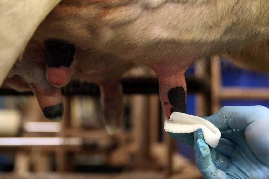 krowy mleczne, zdrowe wymię, gruczoł mlekowy, terapia DC, antybiotyki, zasuszenie, mastitis, czop dowymieniowy, mleko