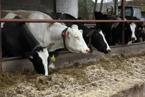 krowy mleczne, zdrowe wymię, gruczoł mlekowy, terapia DC, antybiotyki, zasuszenie, mastitis, czop dowymieniowy, mleko