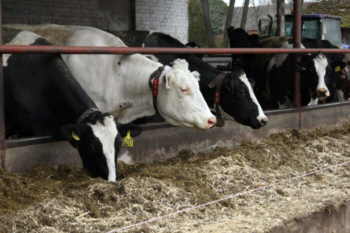 krowy mleczne, zdrowe wymię, gruczoł mlekowy, terapia DC, antybiotyki, zasuszenie, mastitis, czop dowymieniowy, mleko