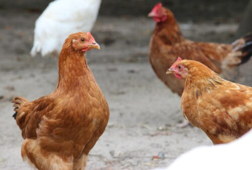 produkcja drobiu, rynek mięsa, komisja europejska
