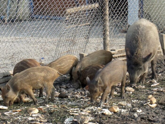 szkody, rolnicy, straty, prawo, przepisy, Prawo łowieckie, PIR, protest