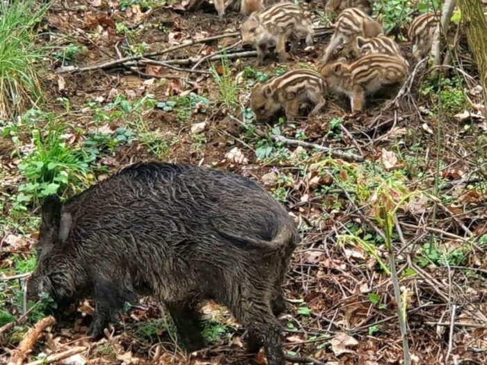 szkody, rolnicy, straty, prawo, przepisy, Prawo łowieckie, PIR, protest