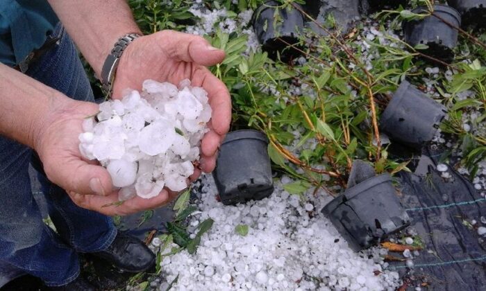 ubezpieczenia upraw, Mirosław Maliszewski, PZU SA, Paweł Ochmański