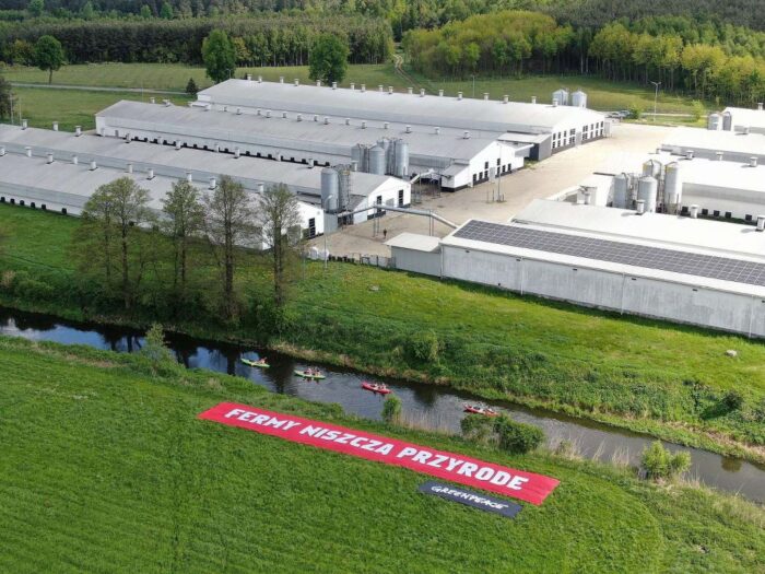 Greenpeace, fermy przemysłowe, Dominika Sokołowska, Żuromin, Grzegorz Puda
