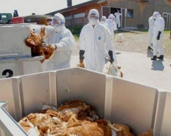 grypa ptaków w polsce, grzegorz puda, mirosław welz, sejmowa komisja rolnictwa