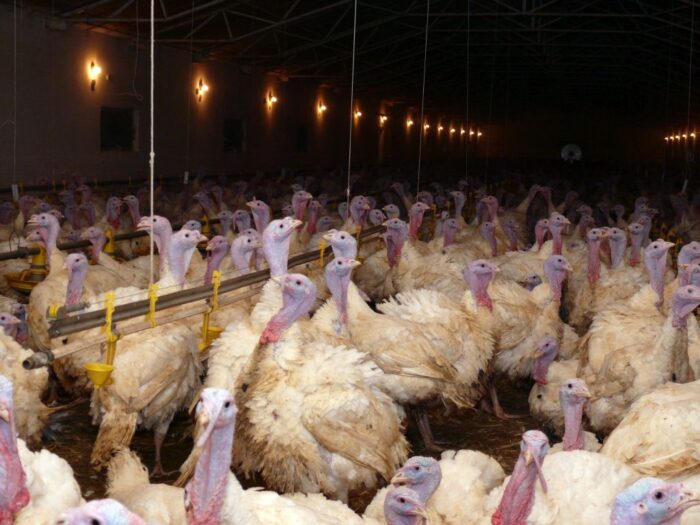 produkcja indyków, rynek drobiu, pasza grower/finisher